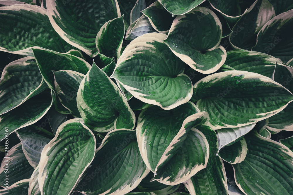 Fototapeta premium View From Above On Hosta Leaves