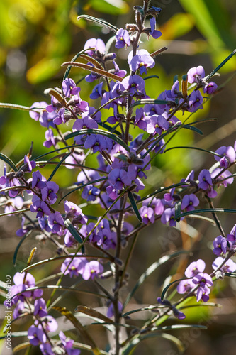 The dainty purple flowers and long-leaves of a Hovea longifolia(Rusty Pods) shrub - a detail of part of the plant, taken in dappled light with a green background.