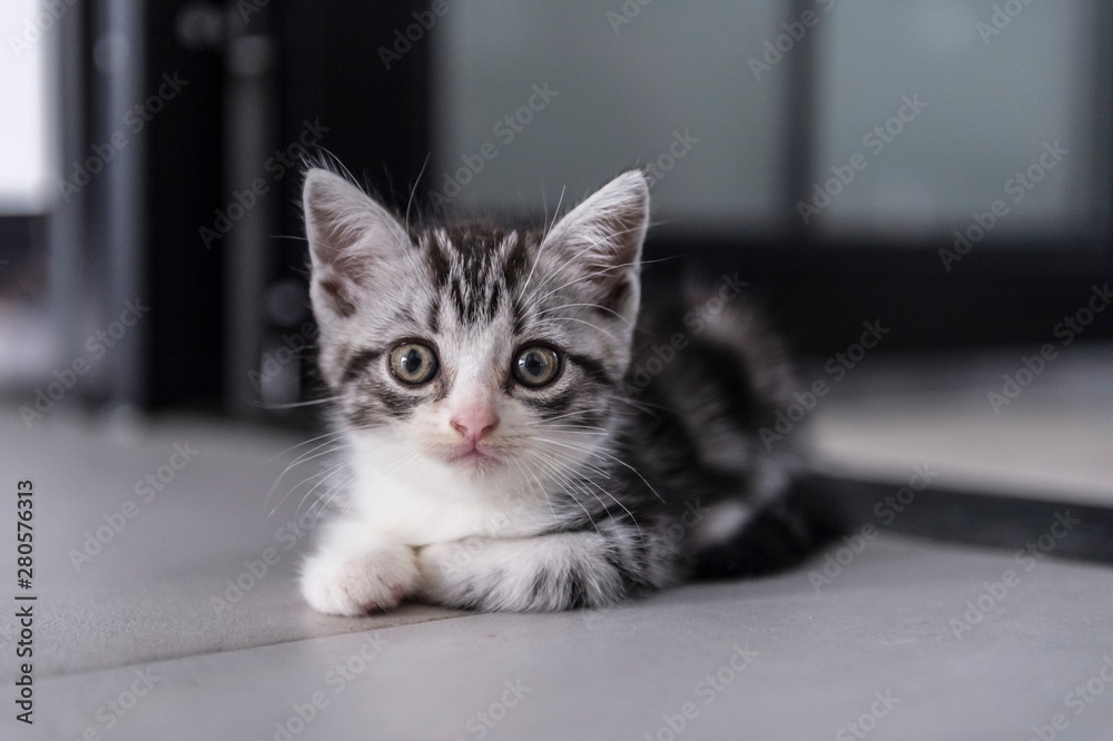 Cute british shorthair kitten playing indoors