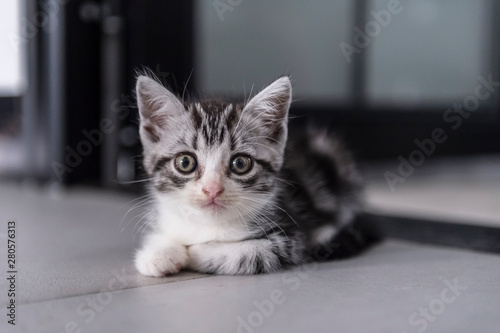 Cute british shorthair kitten playing indoors © chendongshan
