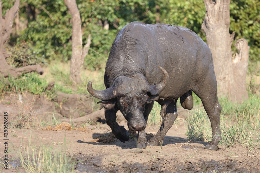 Fototapeta premium Kaffernbüffel / Buffalo / Syncerus caffer