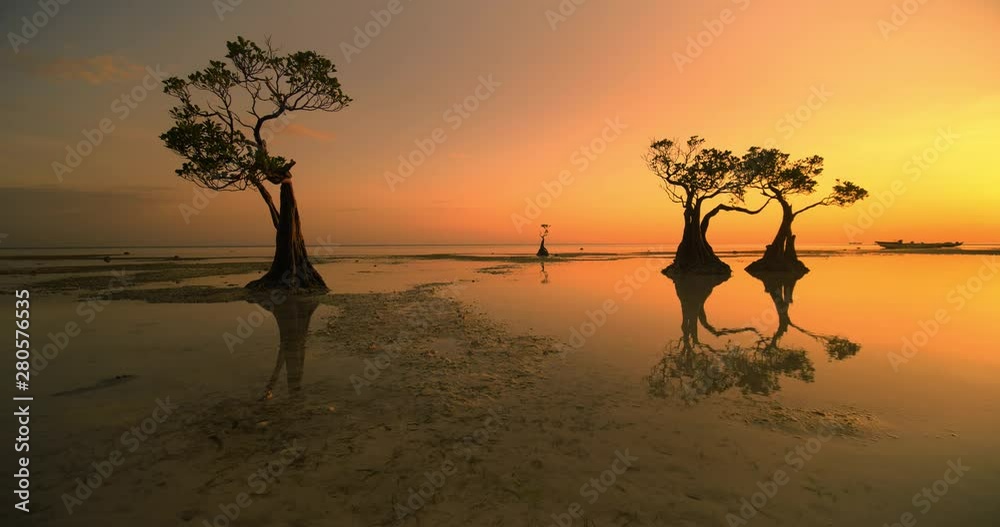 custom made wallpaper toronto digitalBeautiful dancing trees in Walakiri beach at sunrise clip 4K, Sumba, Indonesia