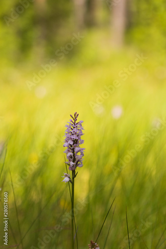 Common spotted orchid isolated against tall grass in a meadow inside a forest in Sweden. One of the most common wild orchids in Europe. 