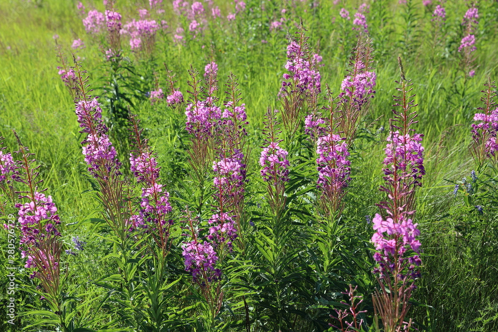 Fototapeta premium Chamerion angustifolium. Fireweed summer day in the meadow