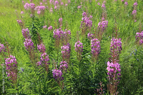 Chamerion angustifolium. Fireweed summer day in the meadow