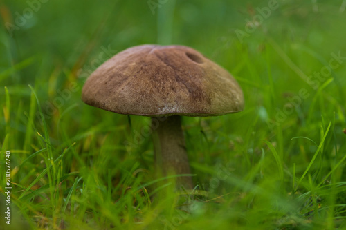 Mushroom of Leccinum family growing isolated inside a forest on grass during early summer in Sweden. 