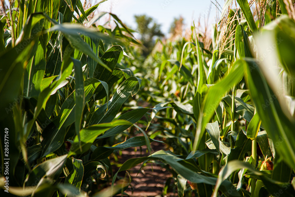 corn field in the setting sun, flowers of corn, cob corn field in the setting sun, flowers of corn, cob
