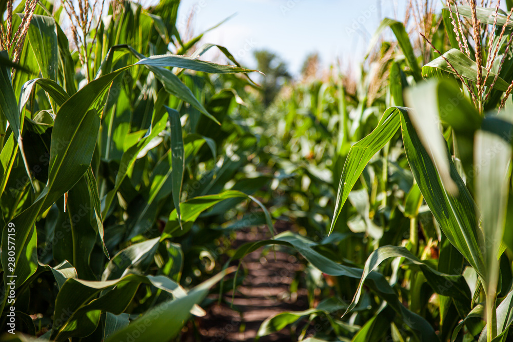 corn field in the setting sun, flowers of corn, cob corn field in the setting sun, flowers of corn, cob