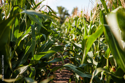 corn field in the setting sun  flowers of corn  cob