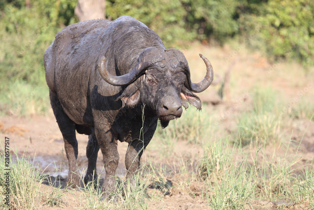 Kaffernbüffel / Buffalo / Syncerus caffer Kaffernbüffel / Buffalo / Syncerus caffer
