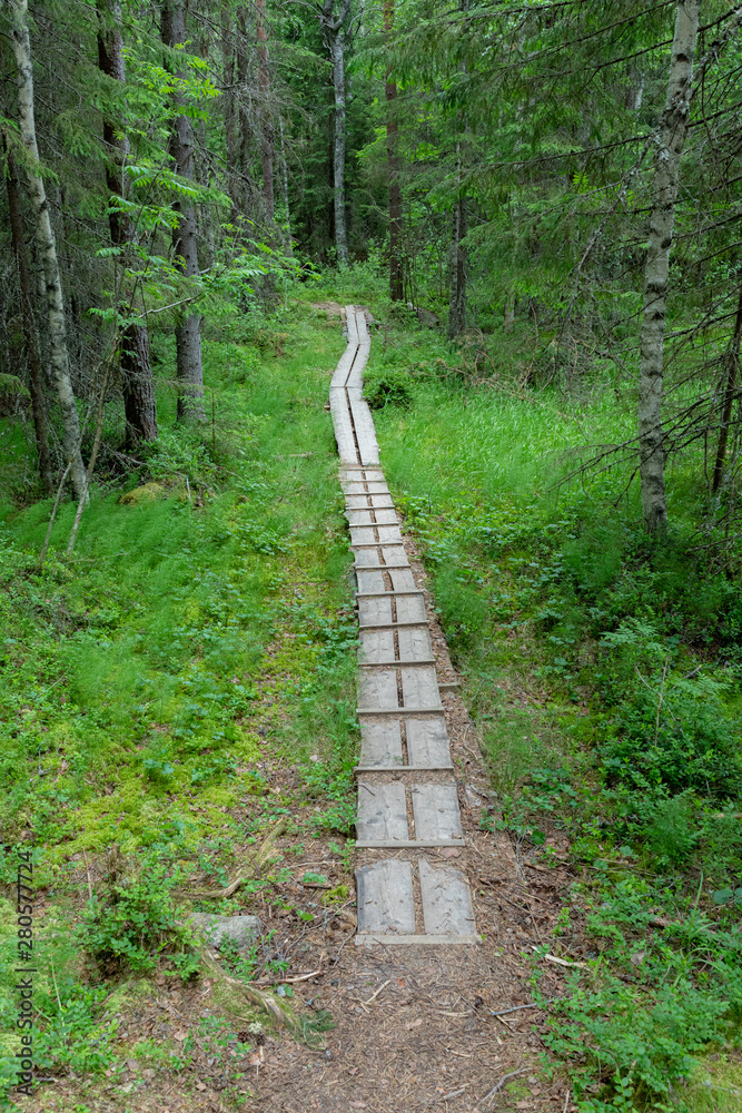 Small duckboard trail in Finnish forest landscape