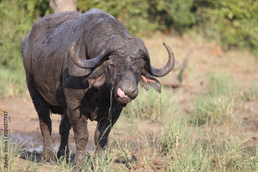 Kaffernbüffel / Buffalo / Syncerus caffer Kaffernbüffel / Buffalo / Syncerus caffer
