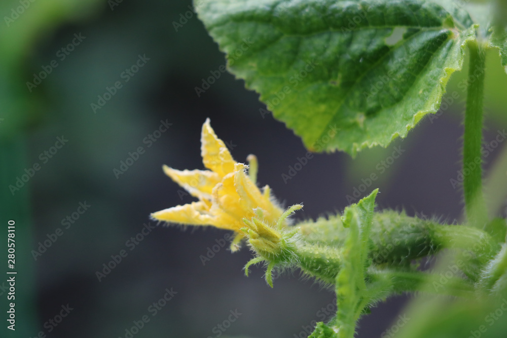 growing cucumbers in vegetable garden growing cucumbers in vegetable garden