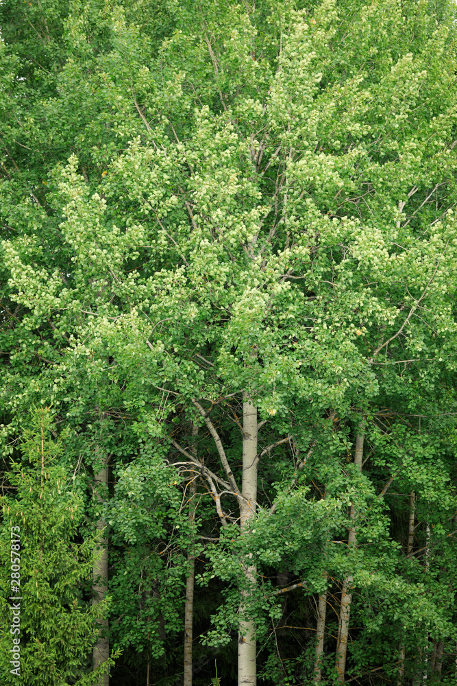 Aspen at summer green foliage nature background Aspen at summer green foliage nature background