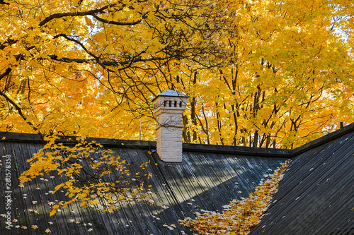 Autumn. Black roof of a building with fallen yellow maple leaves and a white chimney