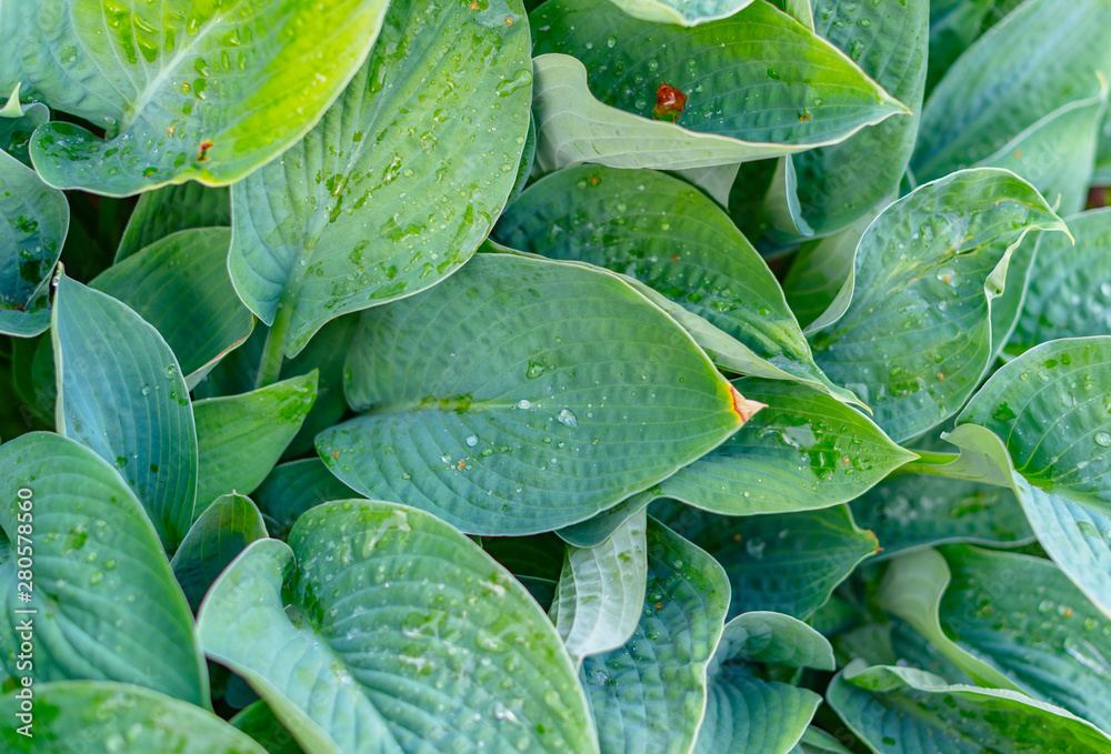 Fototapeta premium fresh green leaves backgroud (close up, top view)