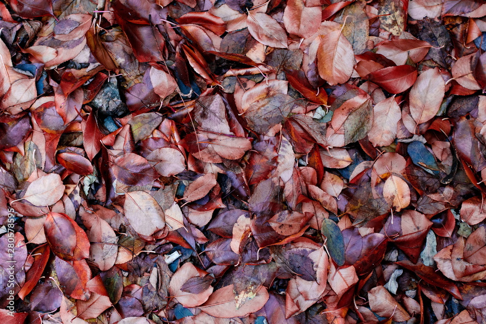Colorful brown bronze wet autumn leaves. Natural toned background Colorful brown bronze wet autumn leaves. Natural toned background