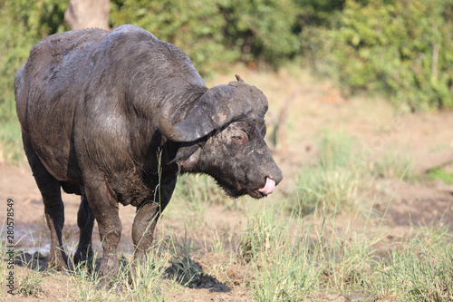 Kaffernbüffel / Buffalo / Syncerus caffer