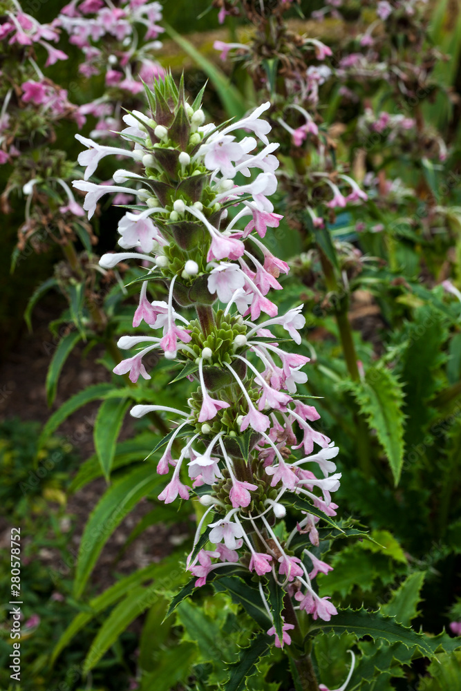 Morina longifolia a pink white evergreen, summer flower plant commonly known as long leaved whorlflower Morina longifolia a pink white evergreen, summer flower plant commonly known as long leaved whorlflower