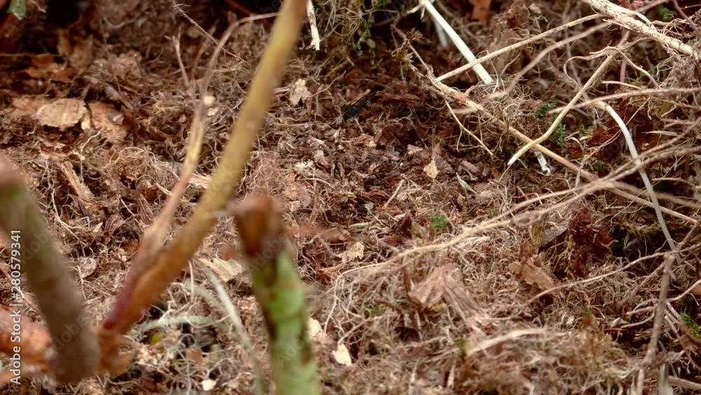 The earthen nest of bumblebees. Helpful Insects pollinating plants in the natural environment. The earthen nest of bumblebees. Helpful Insects pollinating plants in the natural environment.