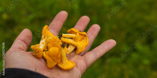 Hand holding fresh chanterelle mushrooms picked early in the summer in a Swedish forest. 