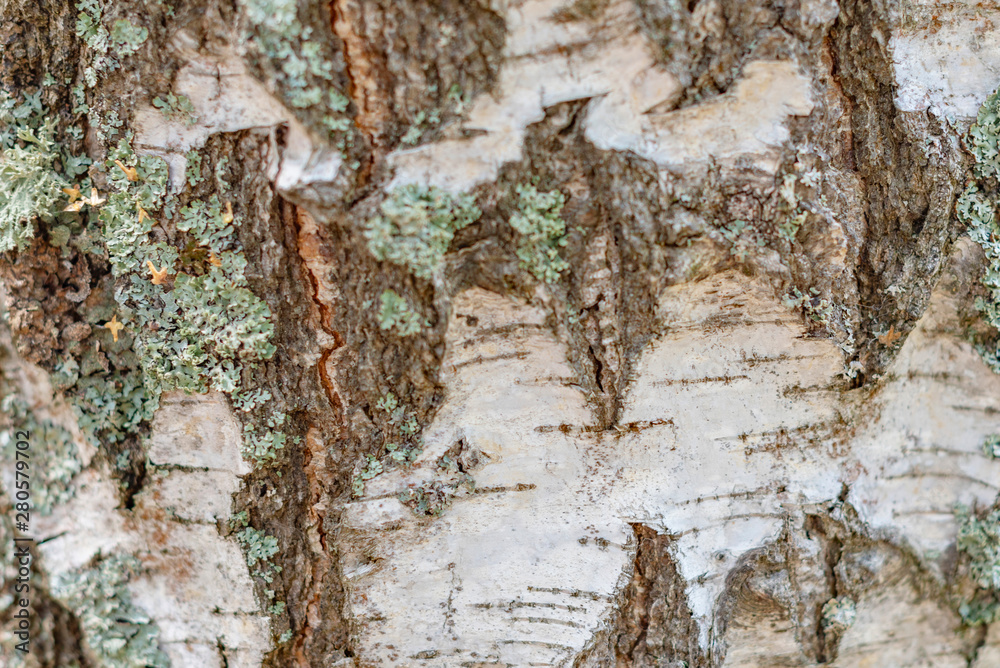 Obraz premium birch bark texture close up