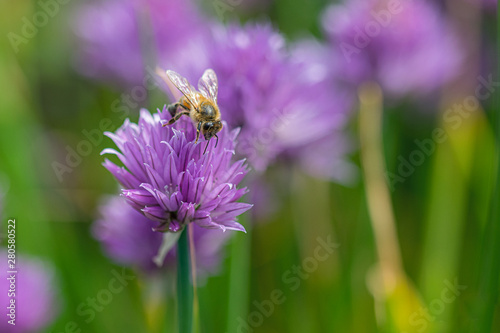 purple chives with honey bee