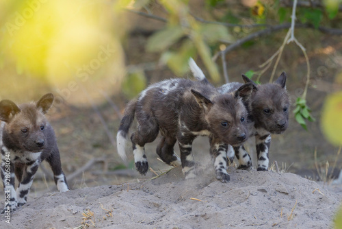 a family of wild dogs/ painted dogs in okavango delta in botswana, puppies, mother and father