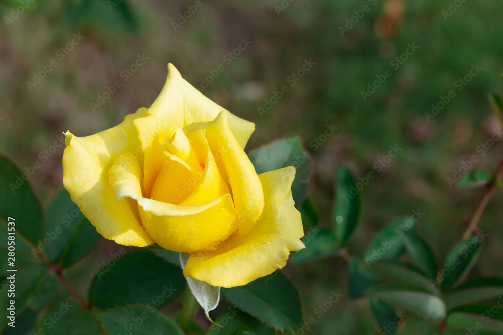 yellow roses in the garden yellow roses in the garden
