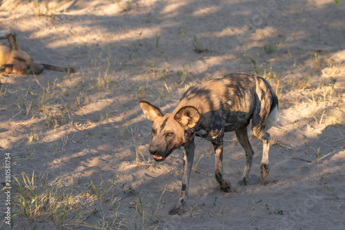 Portrait of a wild dog/ painted dog in okavango delta in botswana, beautiful sunlight © Pfotenpaparazzi