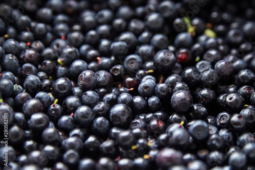 Bilberries background, many fresh dark blue berries (European blueberries)