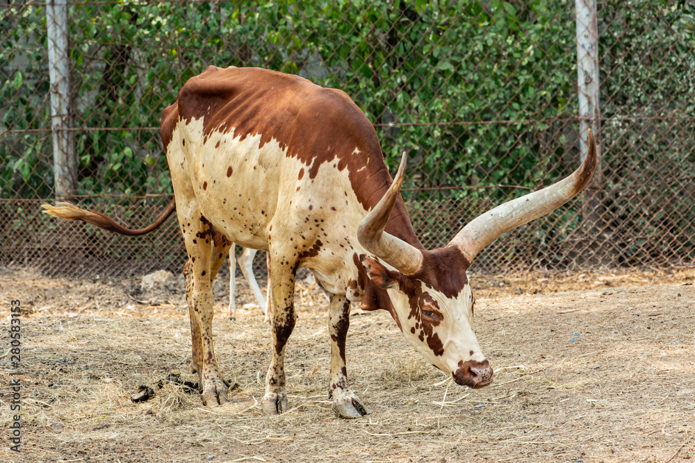 Cute Animals at the Zoo