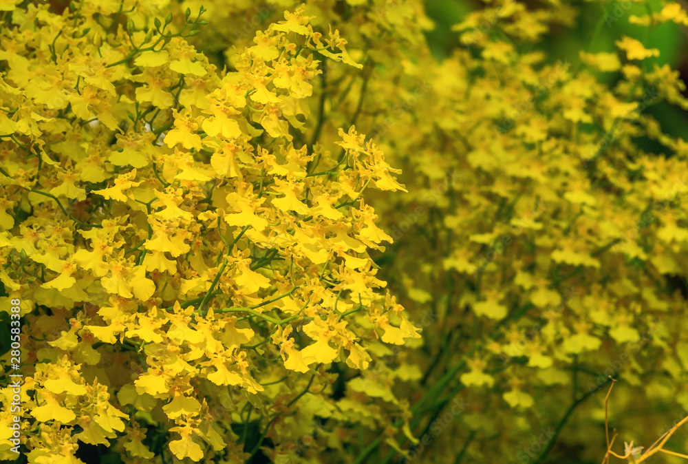 Group of yellow oncidium orchid flowers blossom in flower garden
