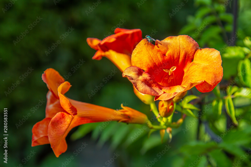 close-up of blossoms of a trumpet creeper (campsis) close-up of blossoms of a trumpet creeper (campsis)