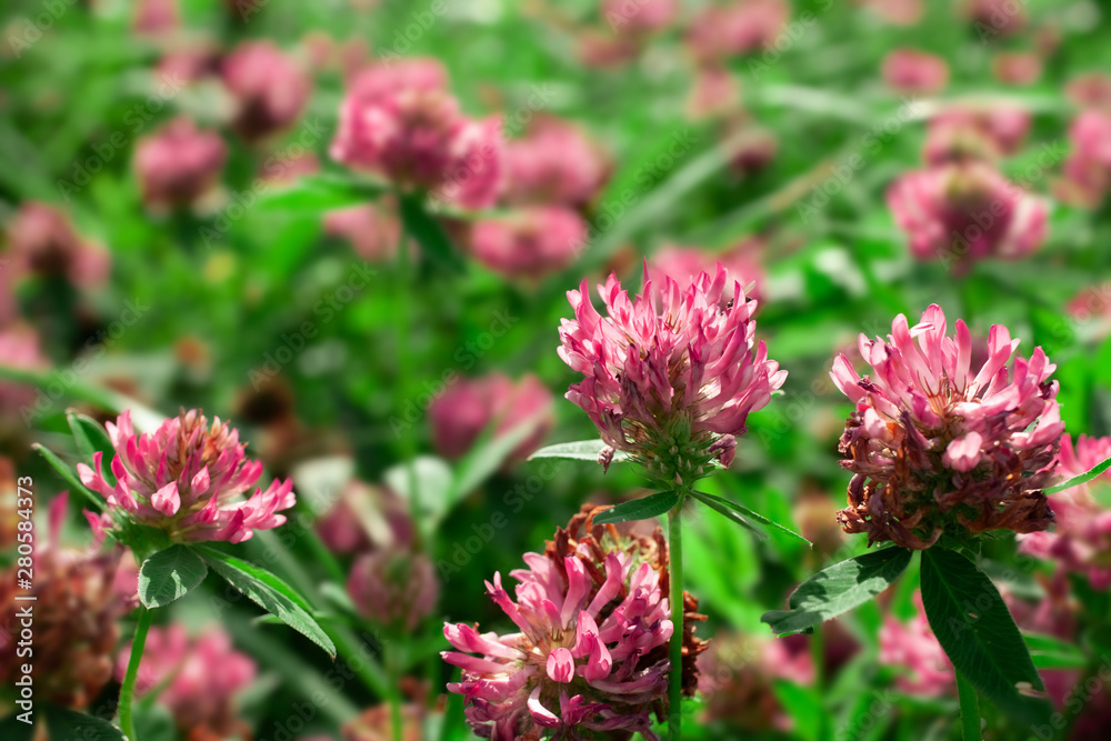 Close up wild red clover, Trifolium pratense Close up wild red clover, Trifolium pratense