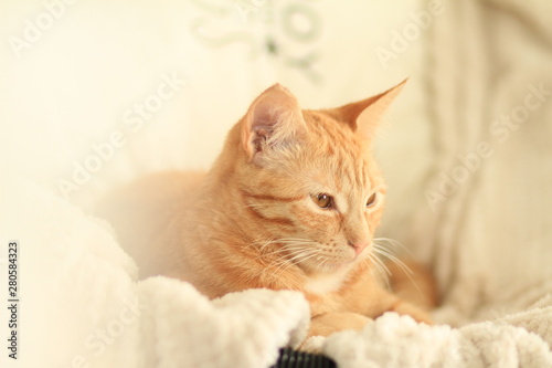 Chat Roux