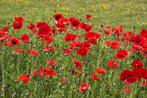 field of red poppies