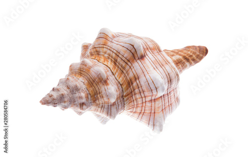 Seashell closeup. Isolated on white background. Clipping path.