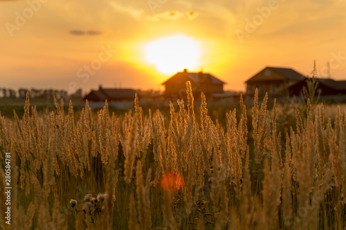 Stems of grass at sunset. Can be used as background.