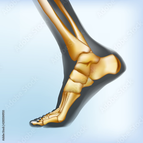 Naturalistic visualization of bones of foot.