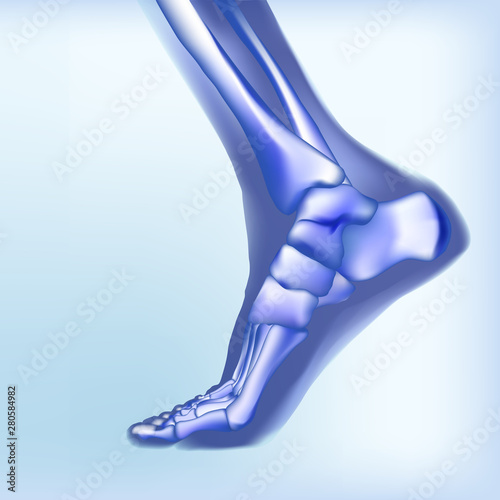 Light blue visualization of bones of foot.