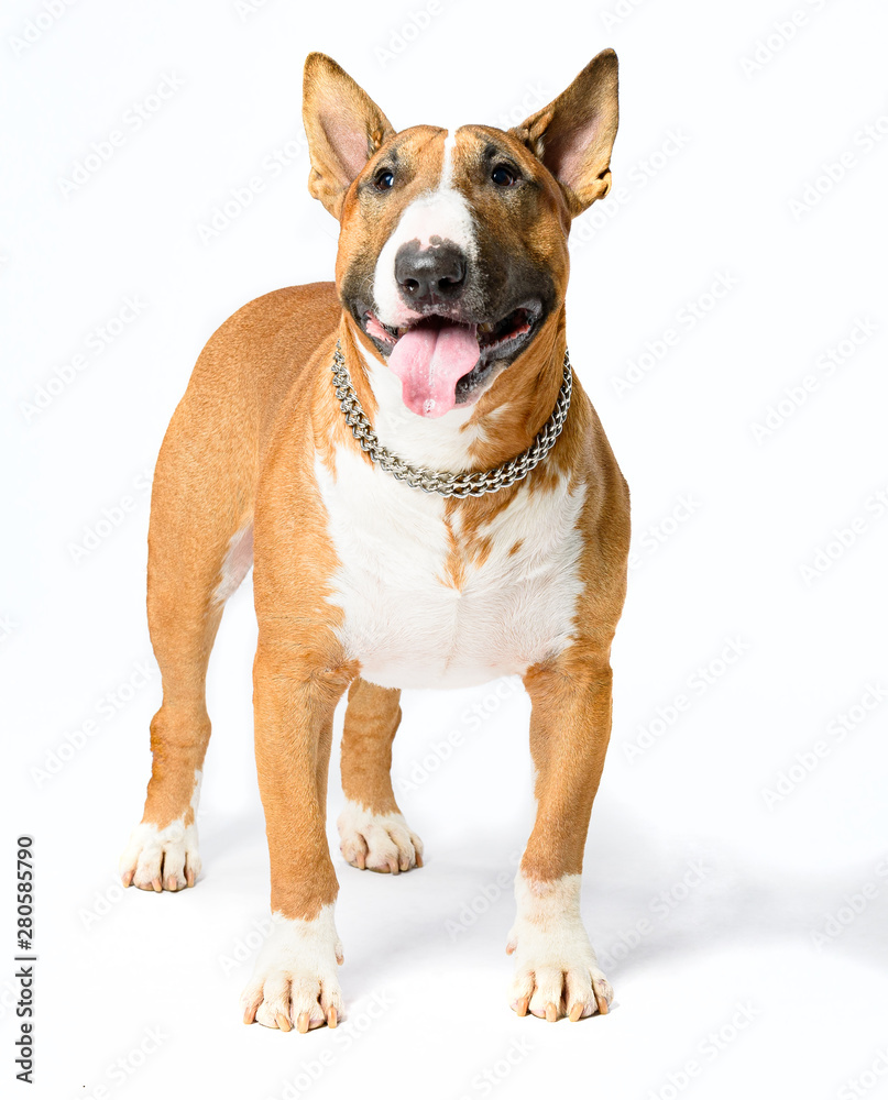 Bull Terrier isolated on white background