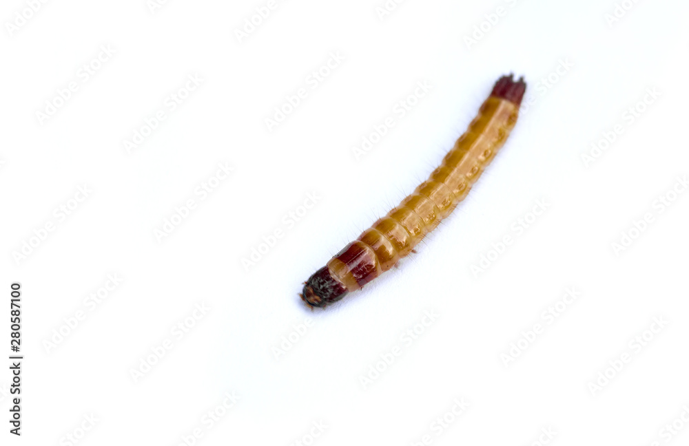 Wireworm - larva of the Click beetle, isolated on white background. Selective focus. Wireworm - larva of the Click beetle, isolated on white background. Selective focus.