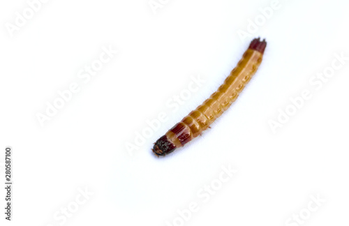 Wireworm - larva of the Click beetle, isolated on white background. Selective focus.