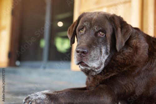 Photography The dog sleeps sad waiting in front of the house