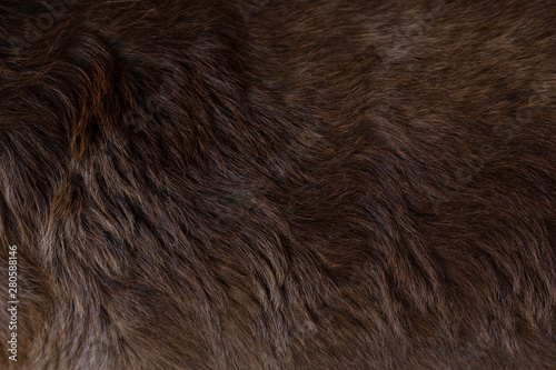  Close up view of the felted of shiny healthy dog dark brown hair of labrador dog curly fur for a background, patterns texture.