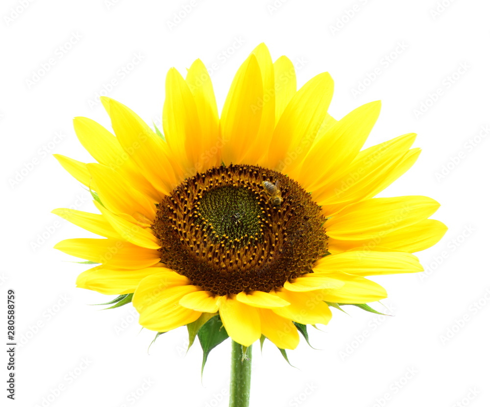 Fototapeta premium Sonnenblume isoliert freigestellt vor weißen Hintergrund