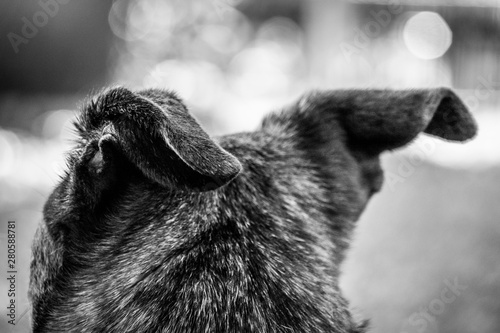 portrait of a dog