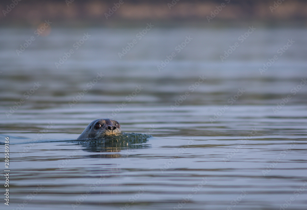 Grey seal closeup (Halichoerus grypus) on a summer morning, Muscongus Bay, Maine Grey seal closeup (Halichoerus grypus) on a summer morning, Muscongus Bay, Maine