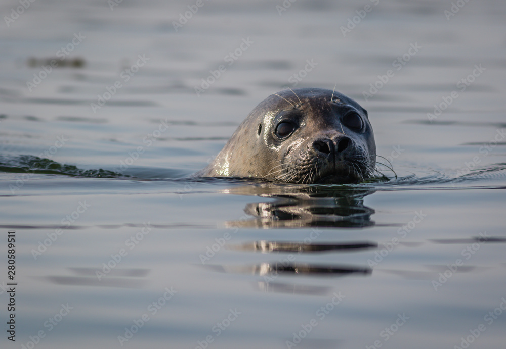Fototapeta premium Grey seal closeup (Halichoerus grypus) on a summer morning, Muscongus Bay, Maine